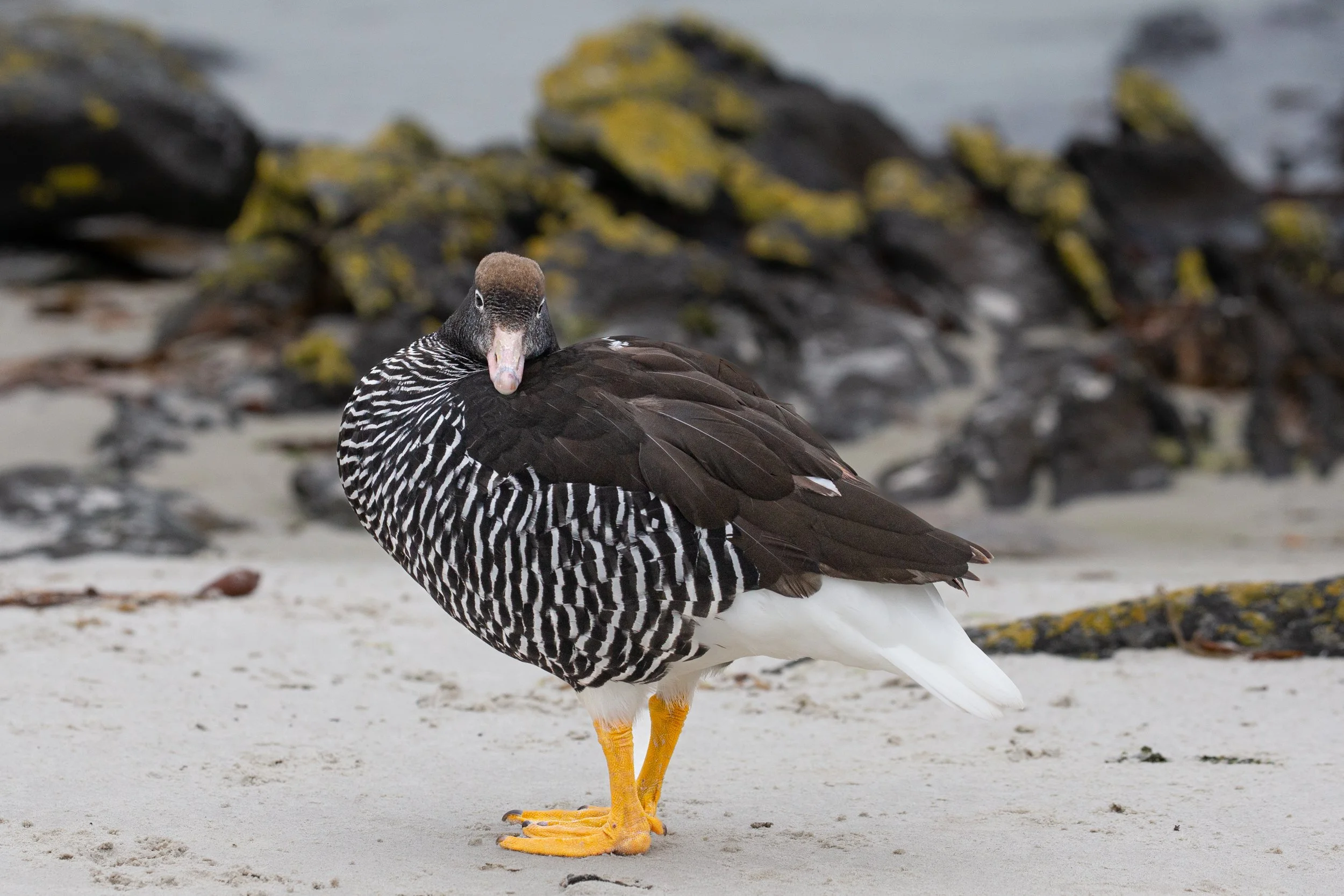 Falklands 3 (614 of 1118).jpg