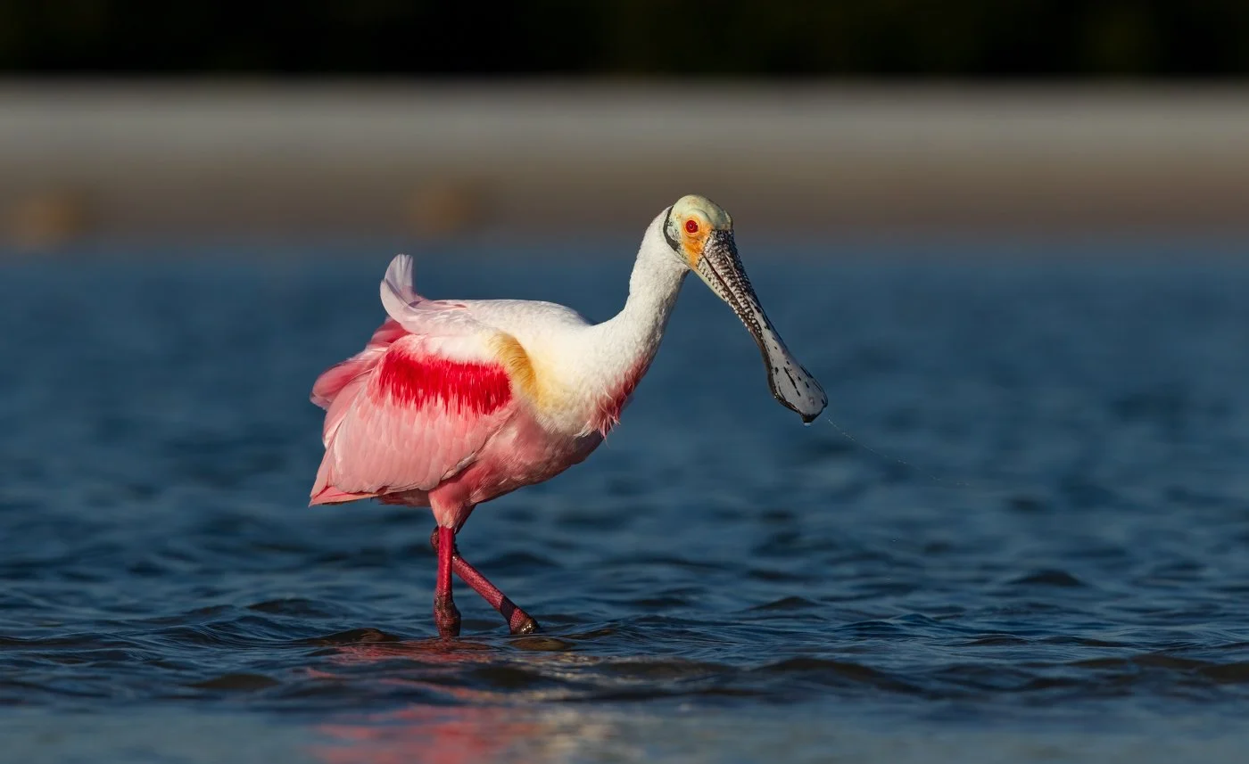 Florida Birds (1880 of 440)-Edit.jpg