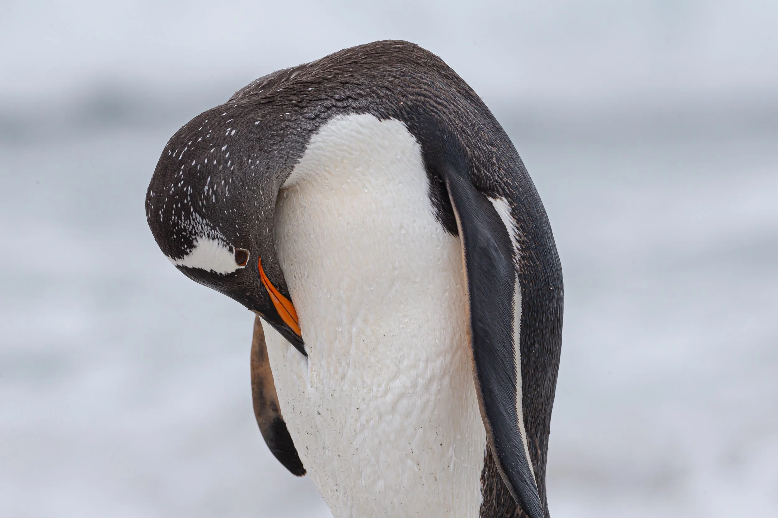 Falklands 6 (322 of 664).jpg