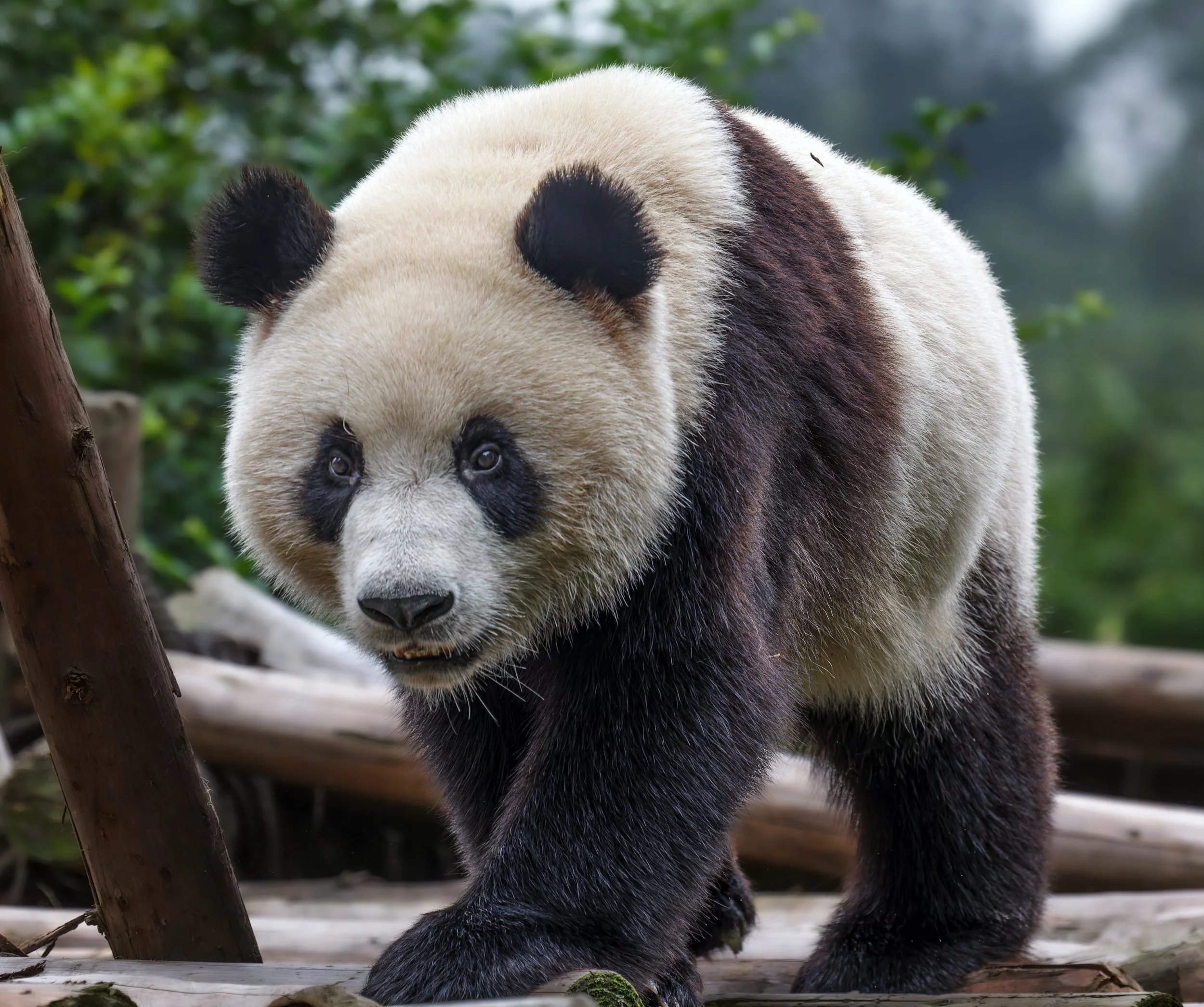 Chinese Hol Aug 2009   563-DxO_DeepPRIME XD2s-Edit.jpg