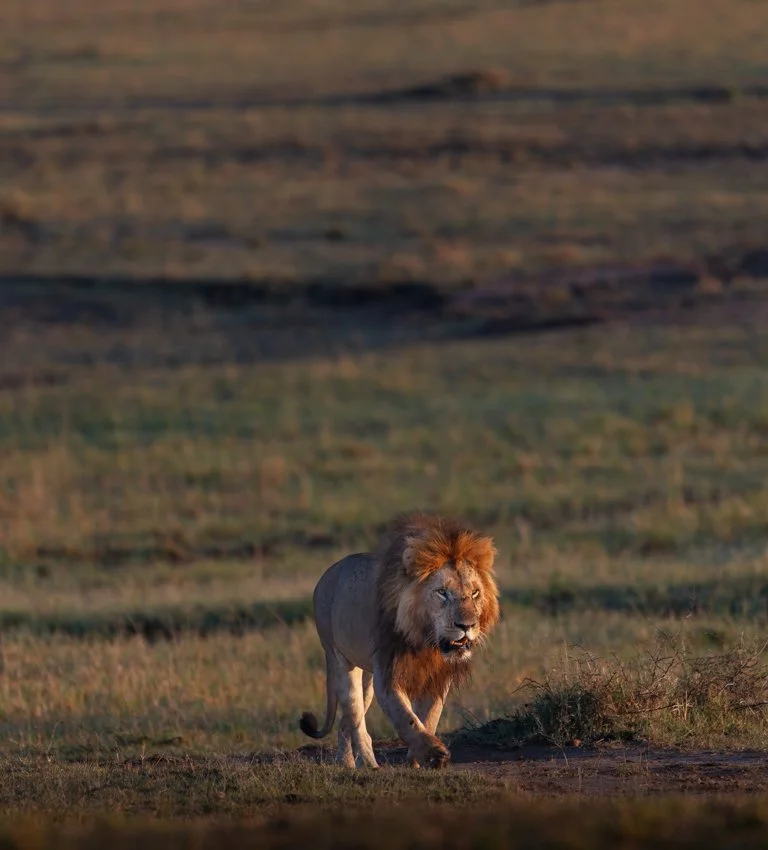 Massai Mara, Kenya  2011 14-980-DxO_DeepPRIME XD2s.jpg