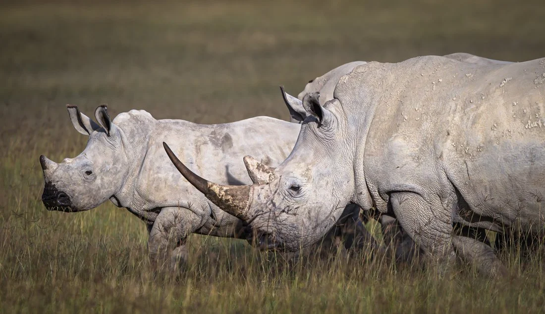 Lake Nukuru, Kenya  2011 13-2274.jpg