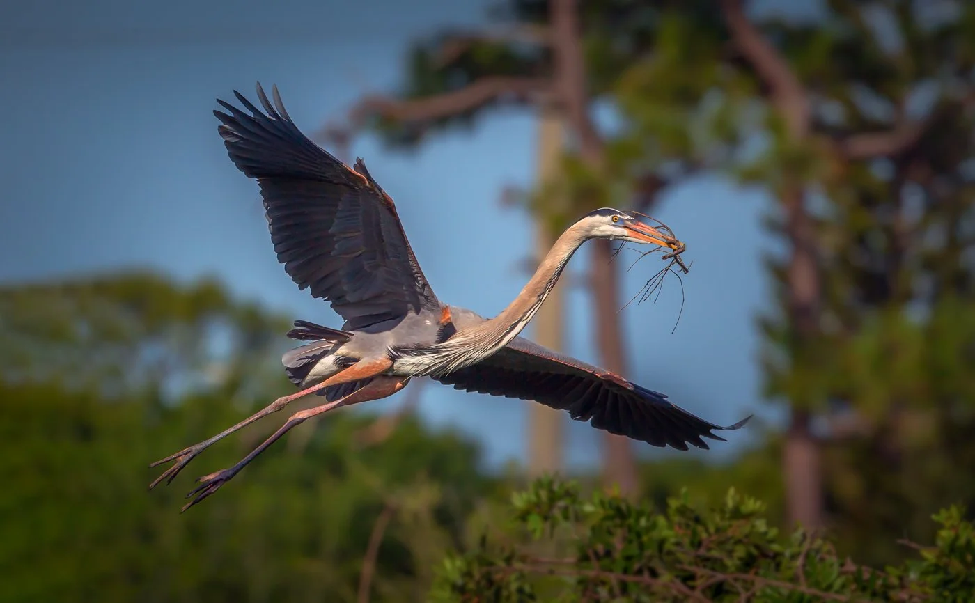 Florida Birds (2515 of 1465)-Edit.jpg