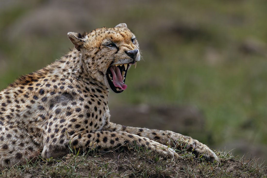 Massai Mara, Kenya  2011 14-4275-DxO_DeepPRIME XD2s-Edit-Edit.jpg