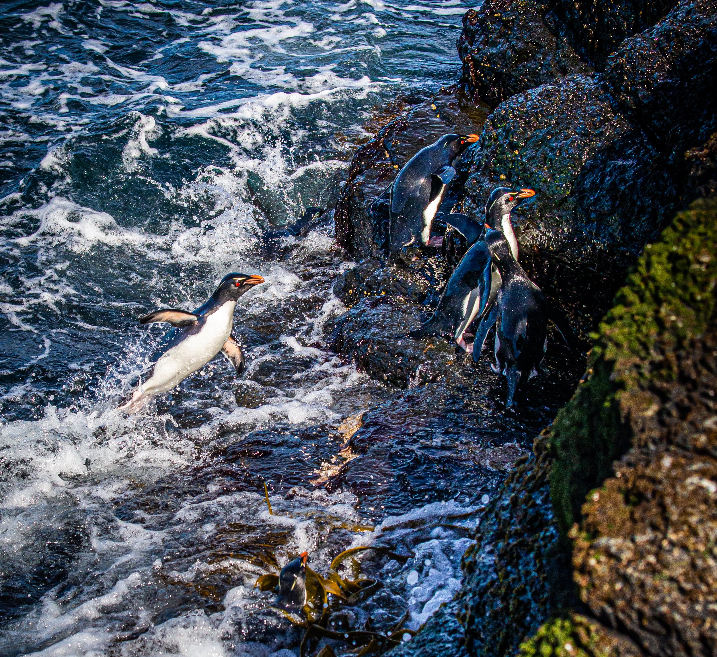 Falklands 9 (422 of 764).jpg