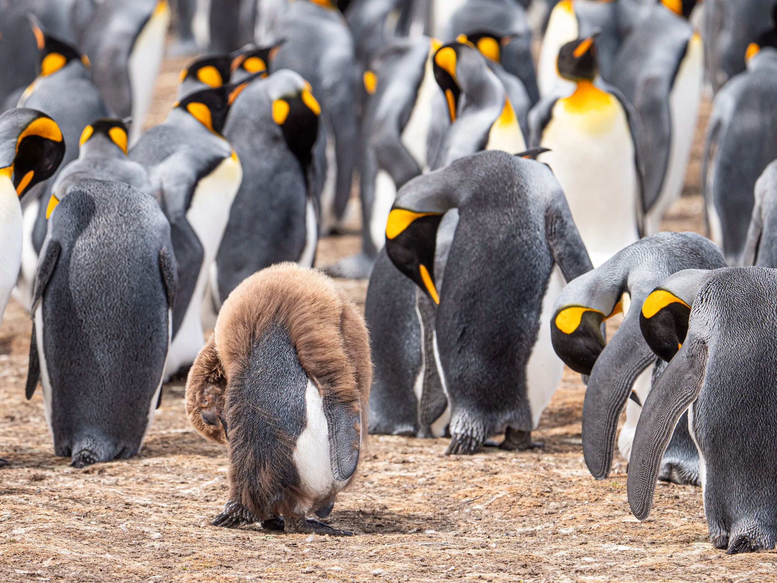 Falklands 10 (1123 of 1273).jpg