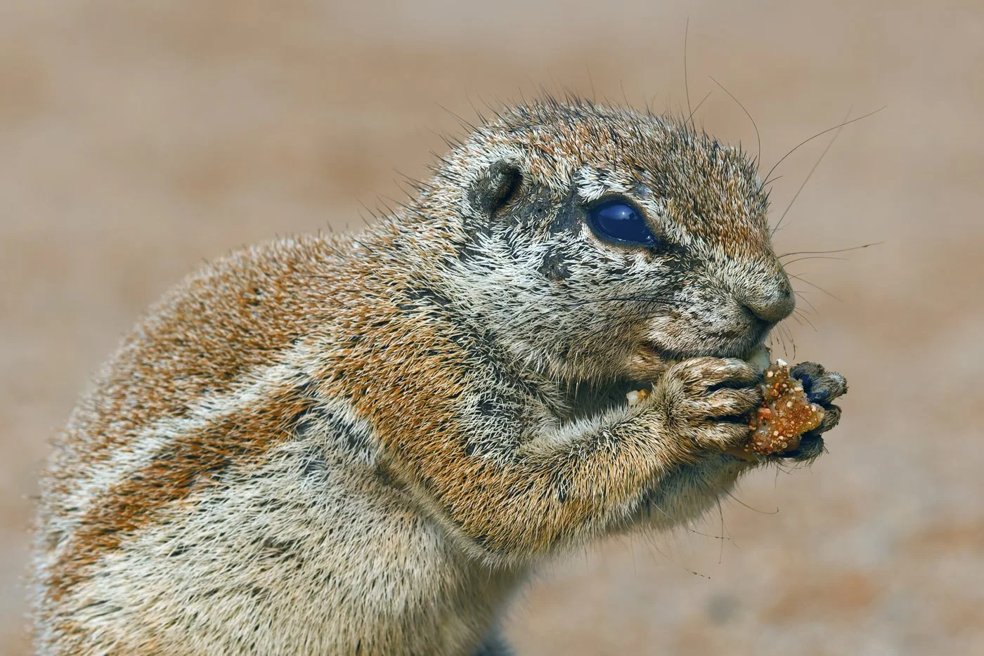 Namibia 1 (65 of 286)-DxO_DeepPRIME XD2s-Edit.jpg