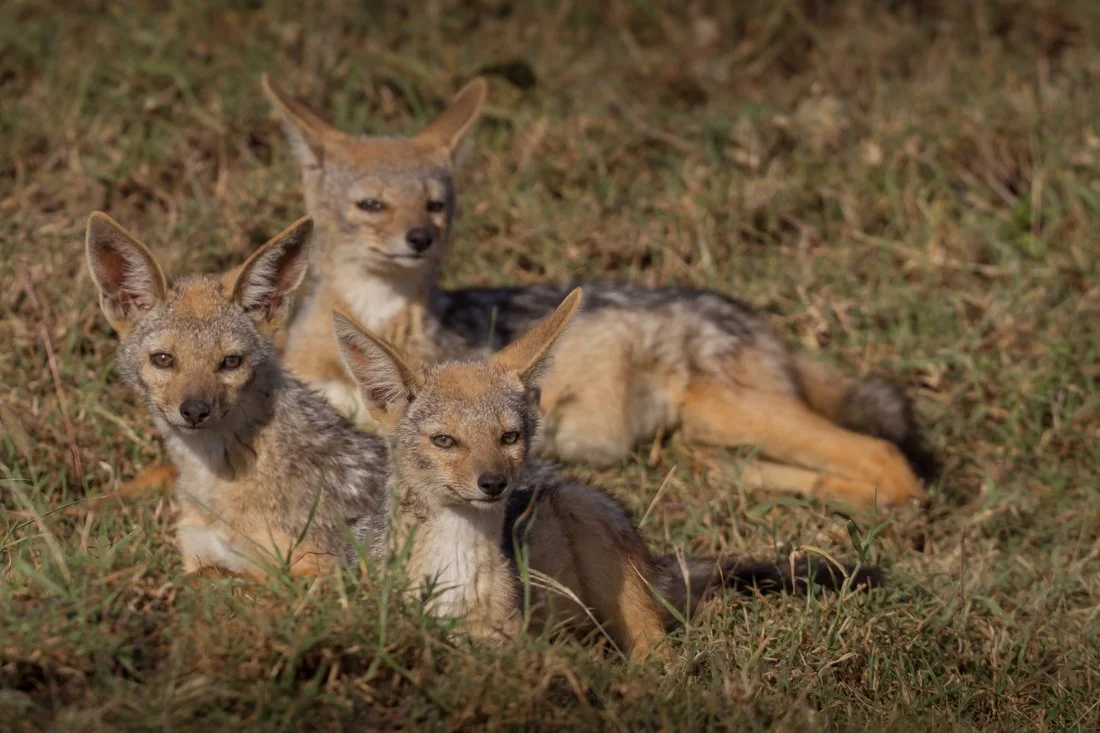 Massai Mara, Kenya  2011 14-5827.jpg
