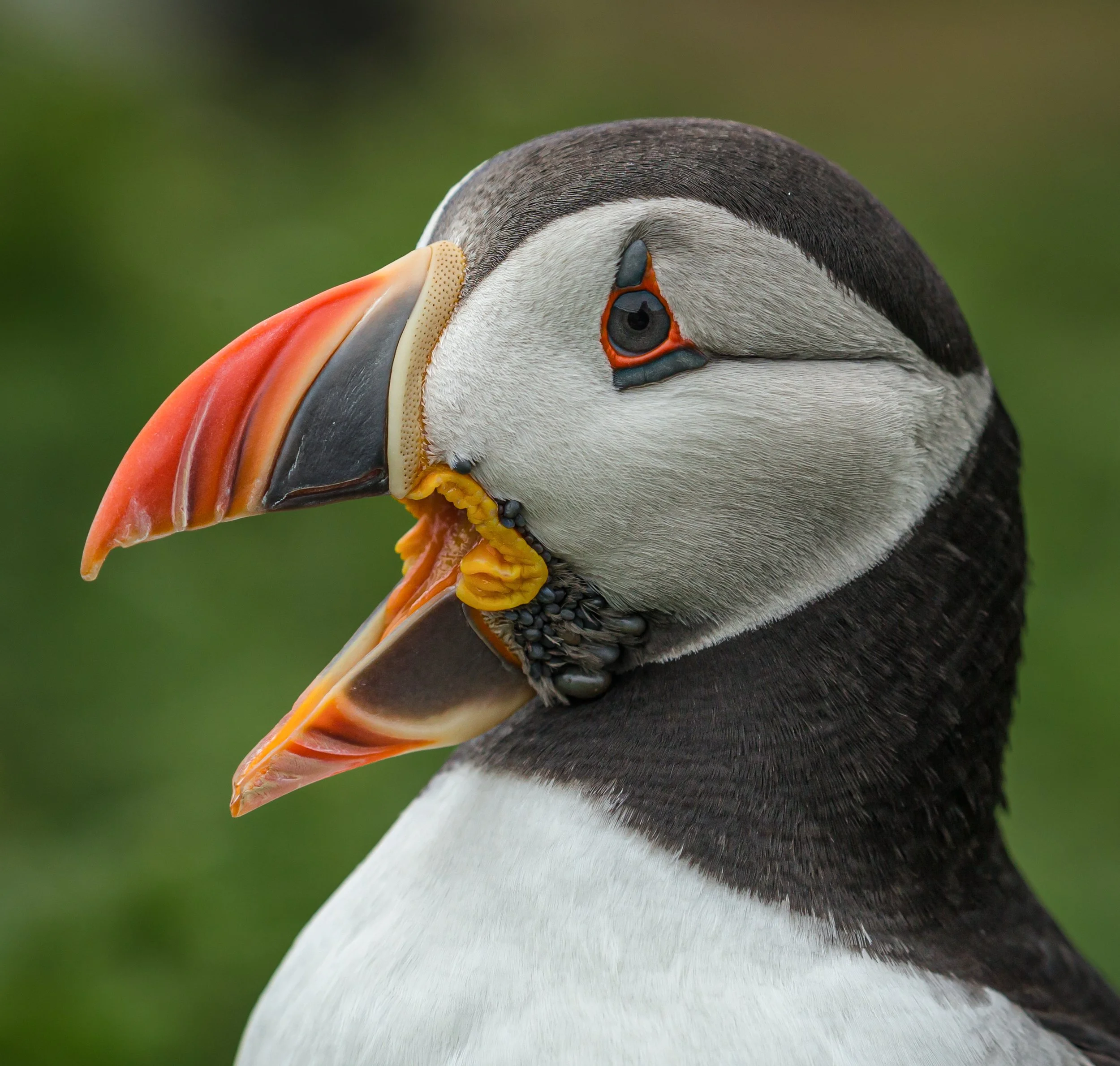 Skomer (415 of 616)-Edit.jpg