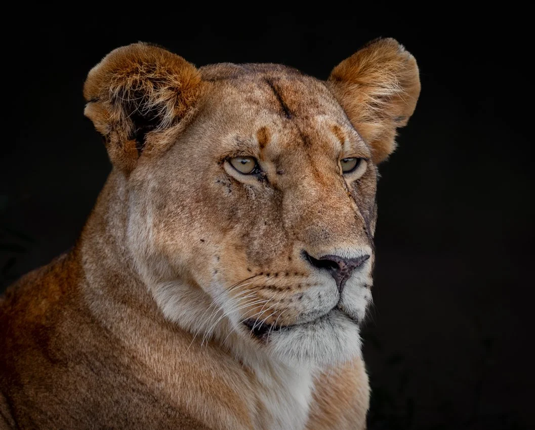 Lake Nukuru, Kenya  2011 13-1934-Edit.jpg