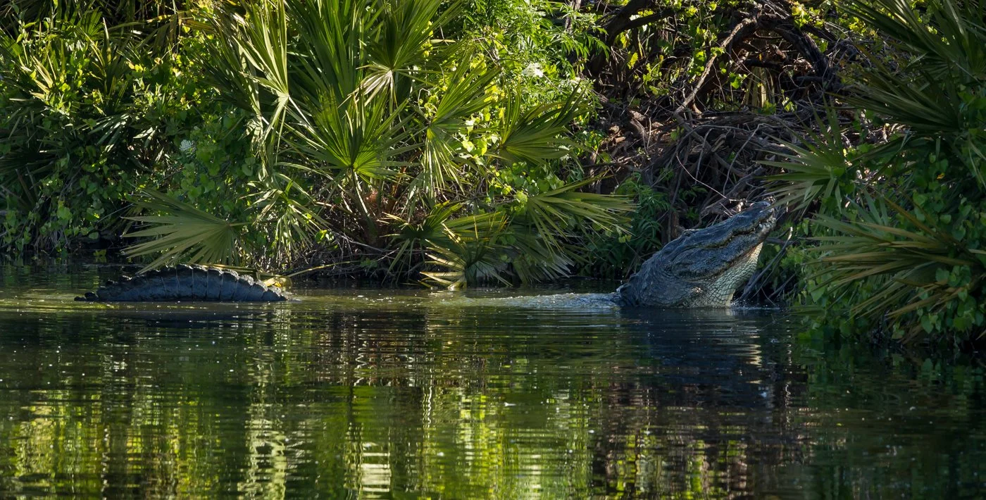Florida Birds (2005 of 760).jpg