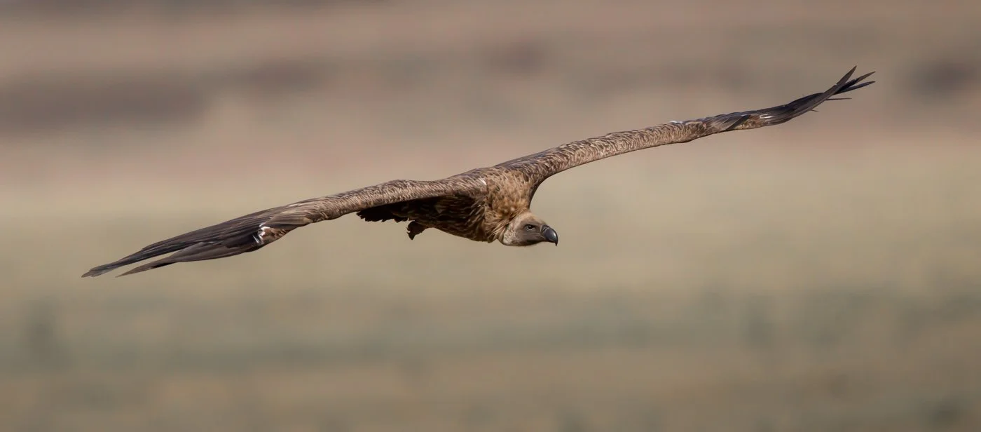 Massai Mara, Kenya  2011 14-523.jpg