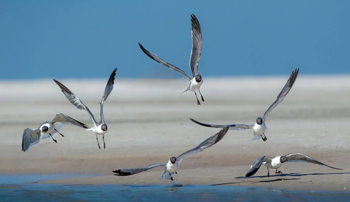 Florida Birds (2458 of 676)-Edit2-Edit.jpg