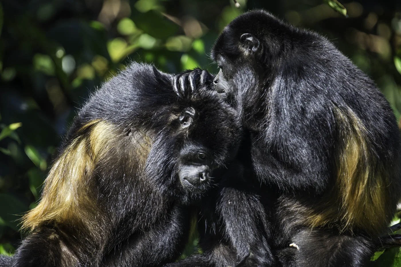 Costa Rica Macbook (28 of 62).jpg