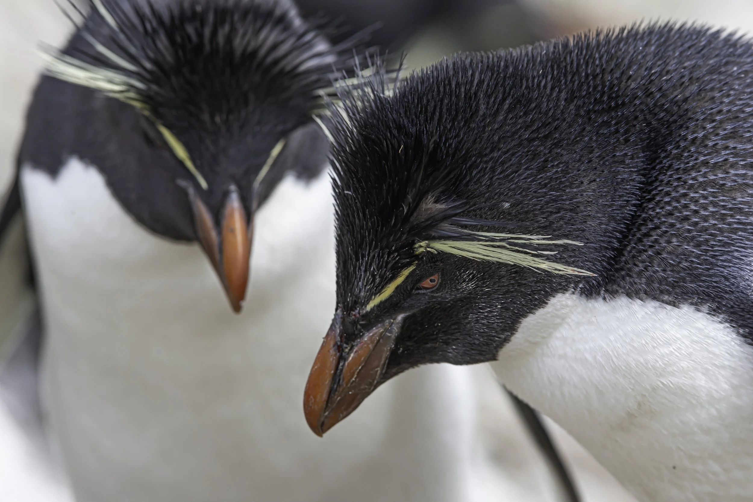 Falklands 2 (449 of 1584).jpg