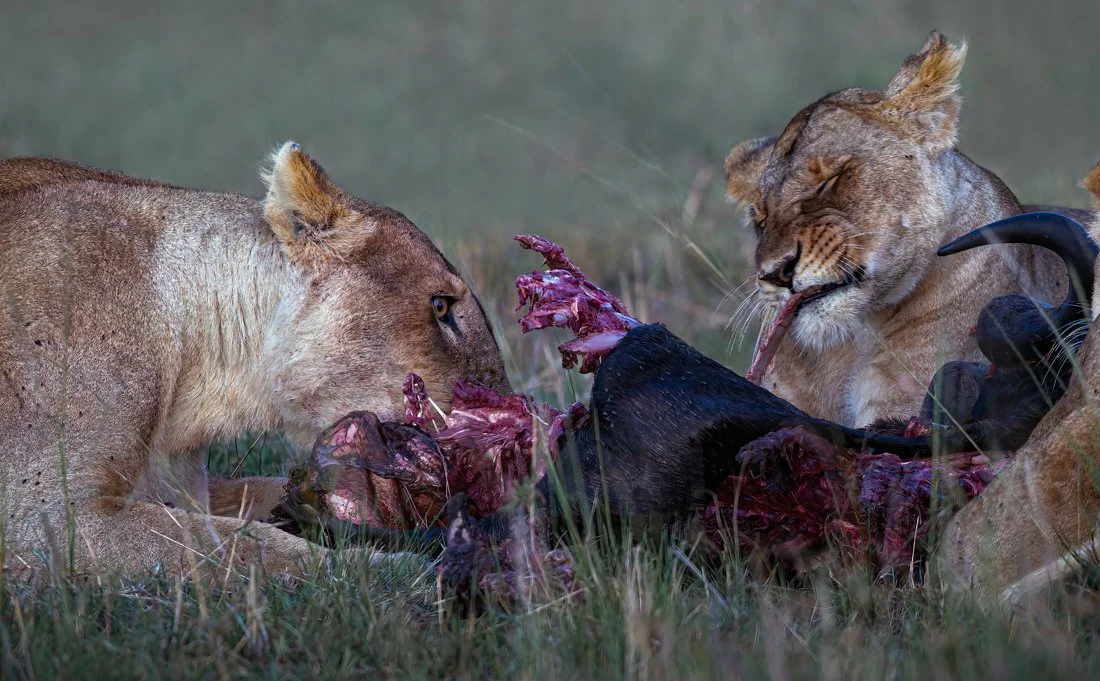 Massai Mara, Kenya  2011 14-5042-Edit3222-2-Edit-Edit-Edit-Edit-Edit-Edit-Edit.jpg