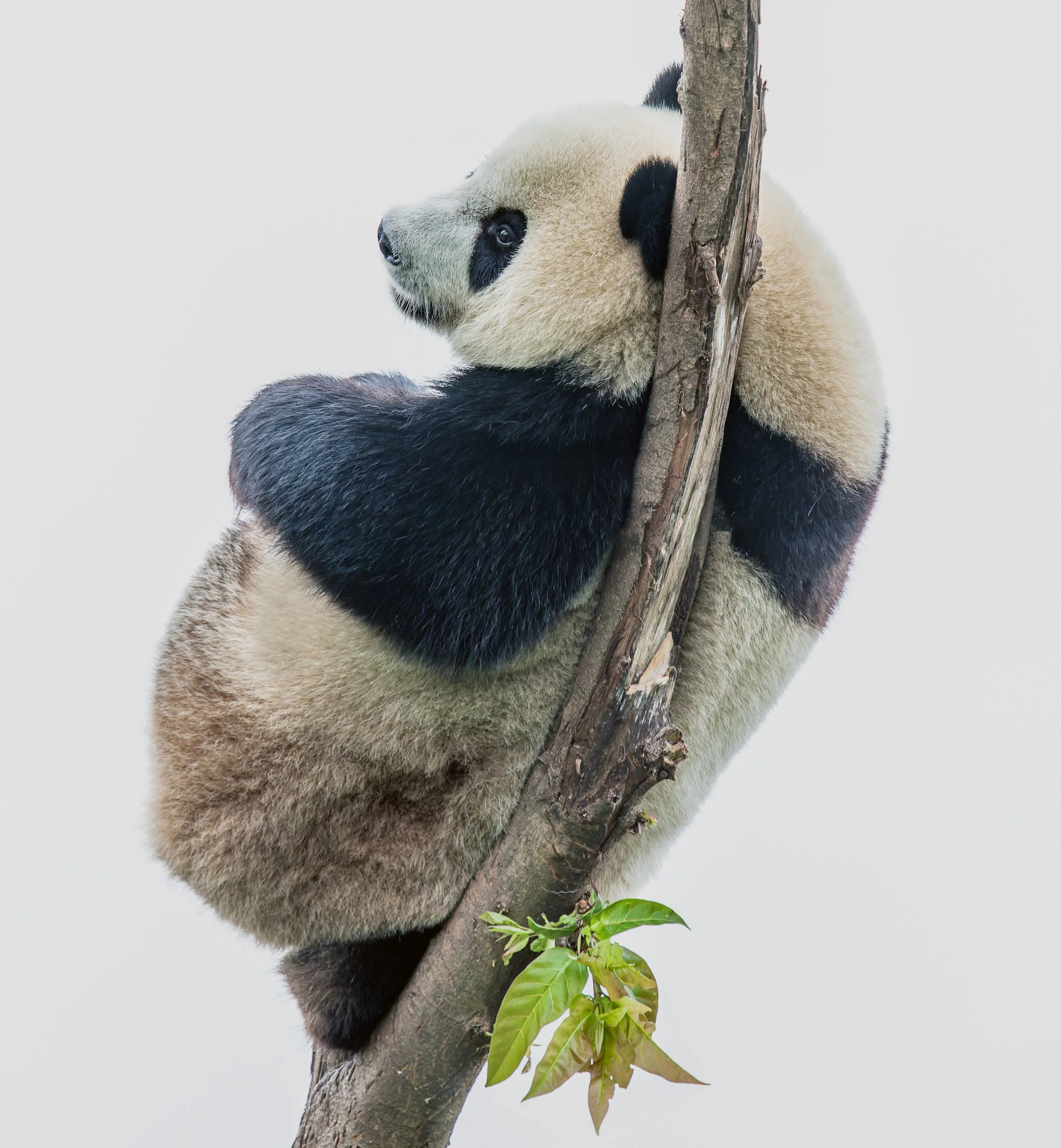 Chinese Hol Aug 2009   459Rev03-DxO_DeepPRIME XD2s-Edit.jpg