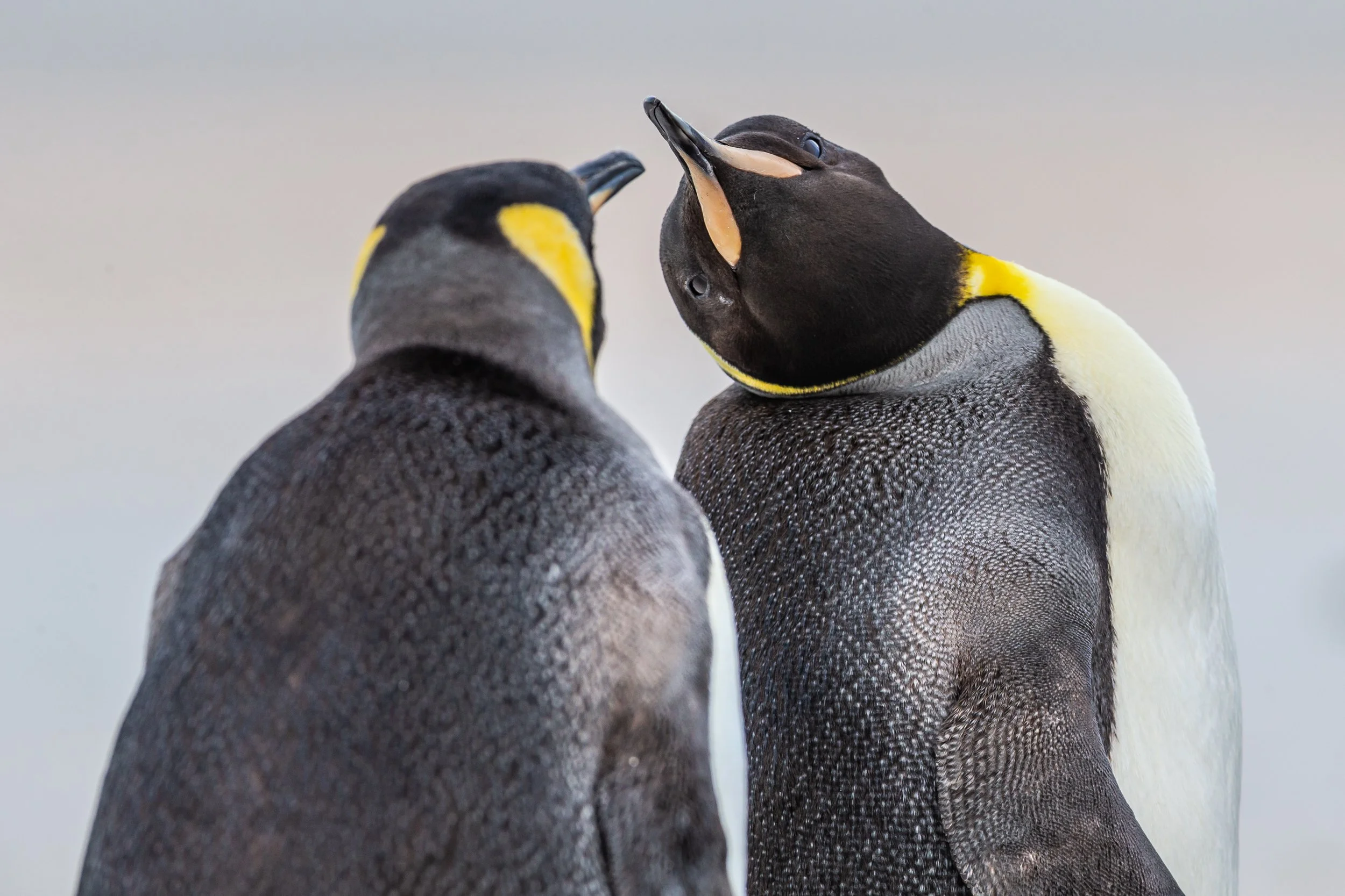 Falklands 10 (913 of 1273).jpg