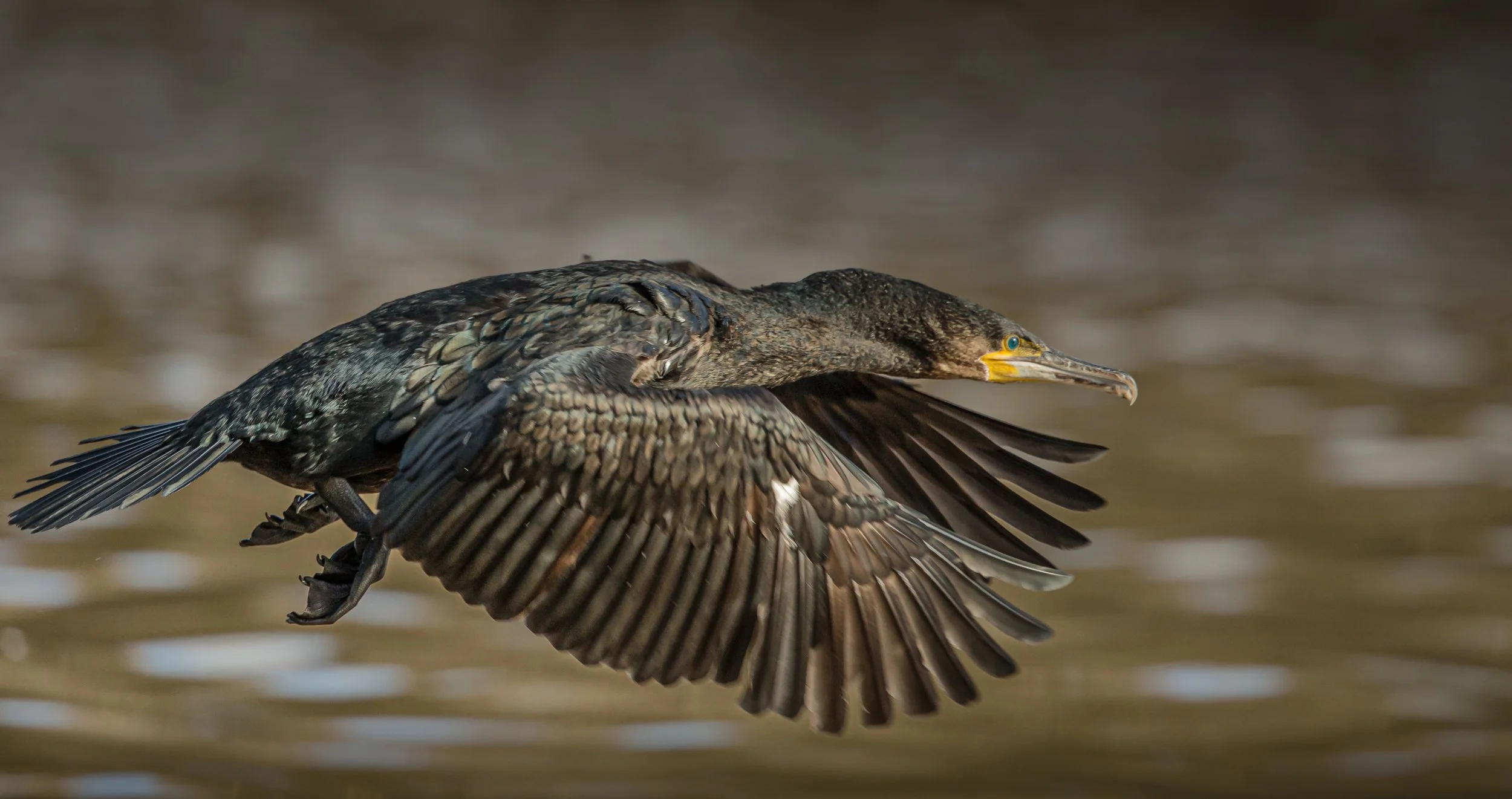 Bosherston Feb 2014666 of 676).jpg