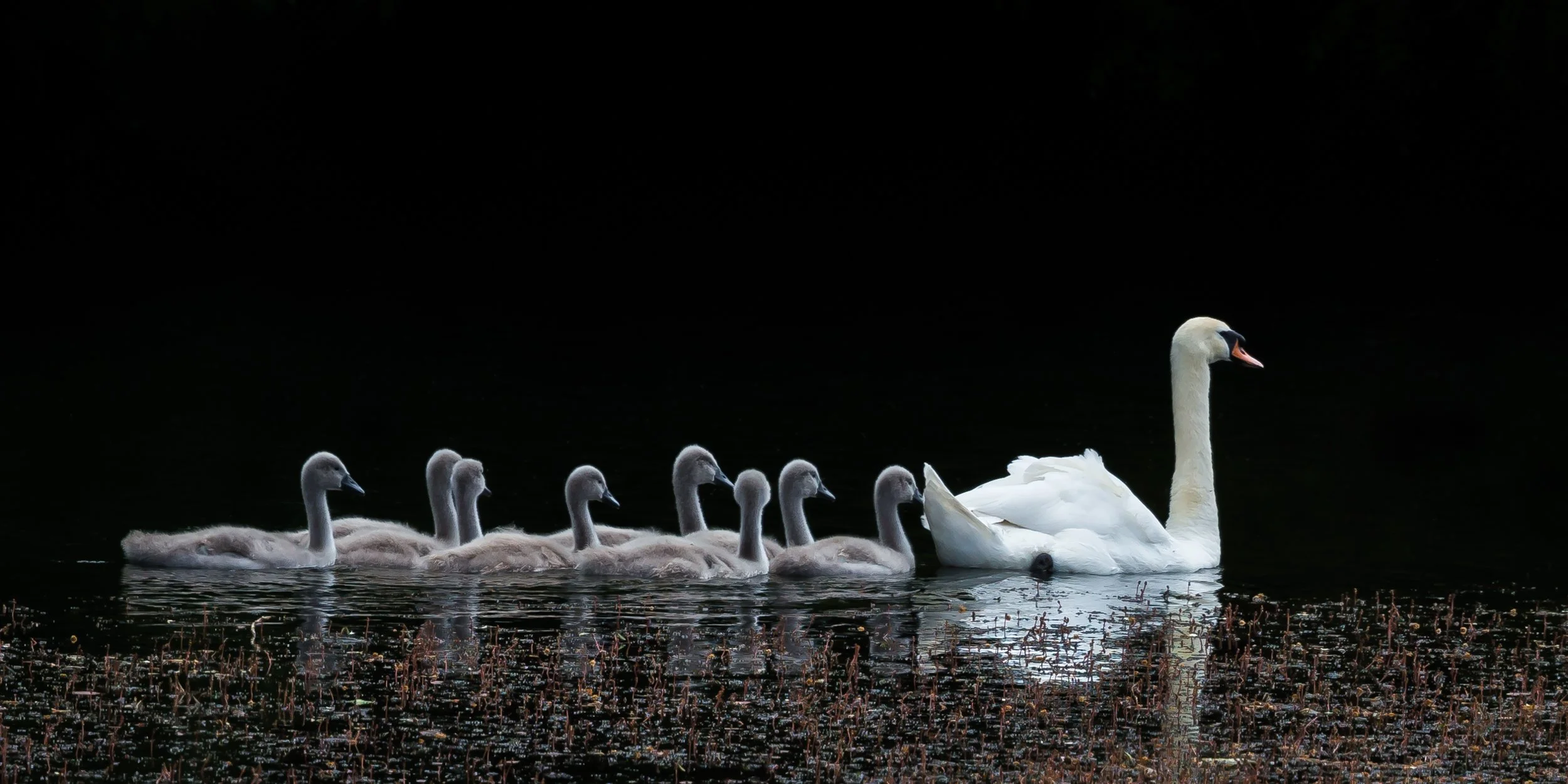 Swan and Cygnets.jpg