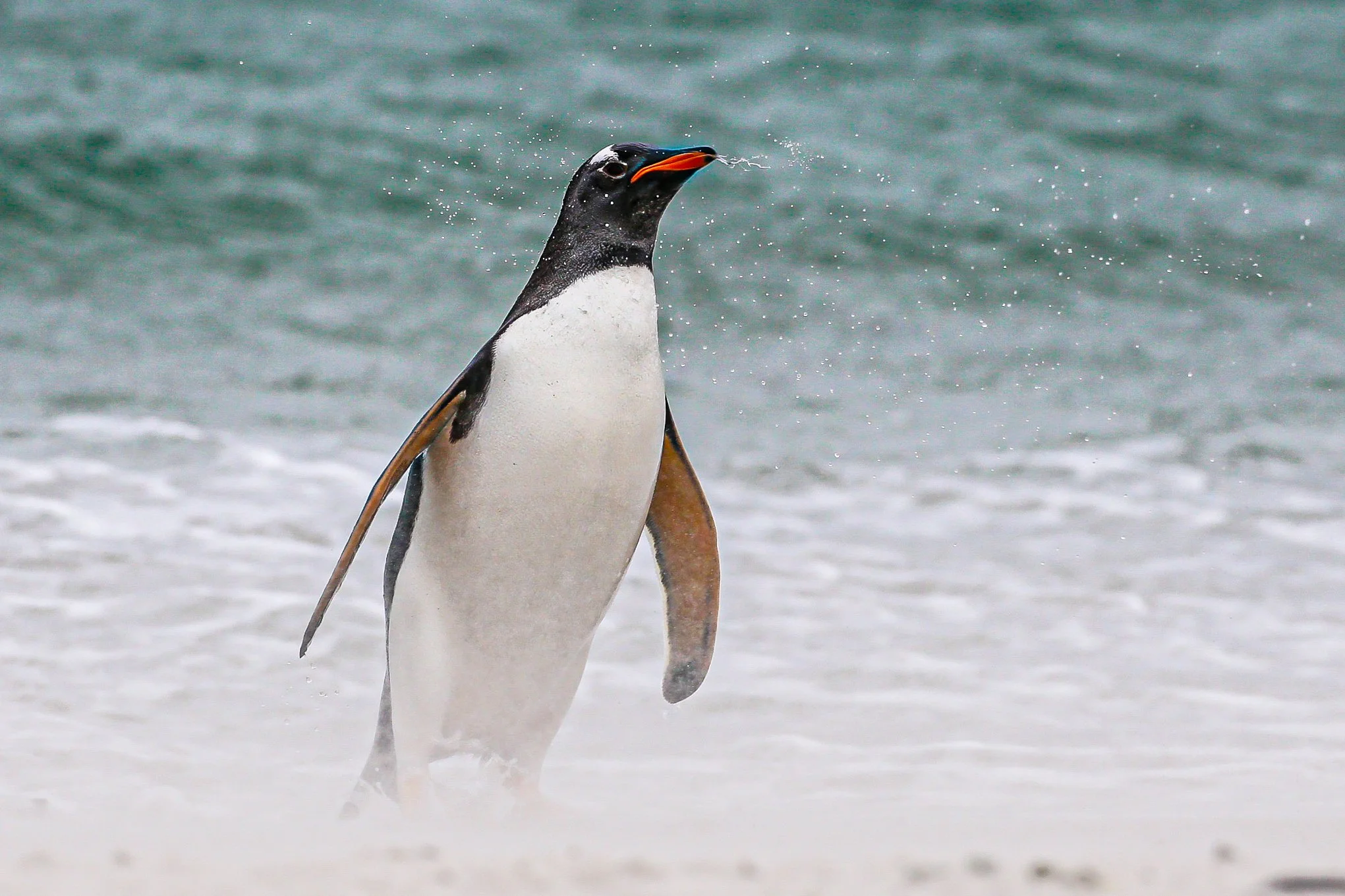 Falklands 3 (787 of 1118).jpg