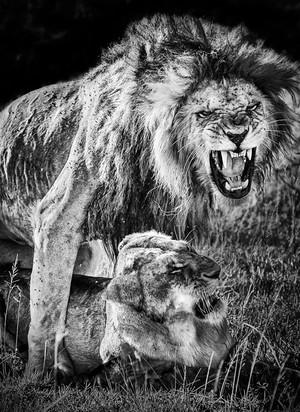 Massai Mara, Kenya  2011 14-428-Edit2.jpg