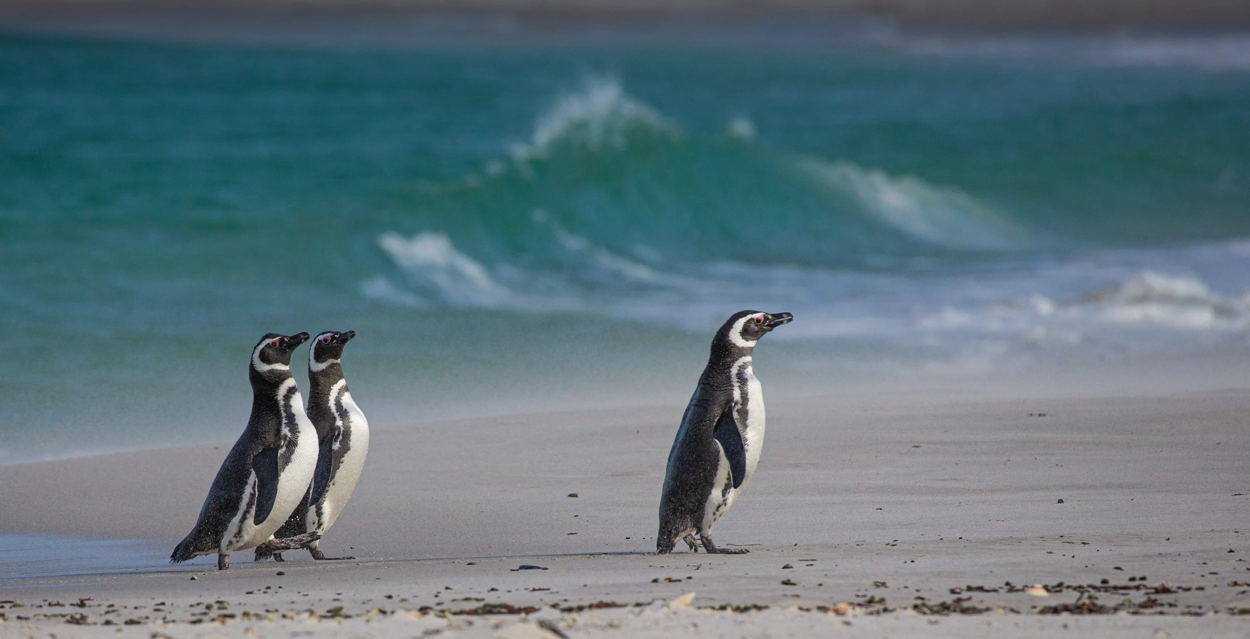 Falklands 3 (529 of 1118).jpg