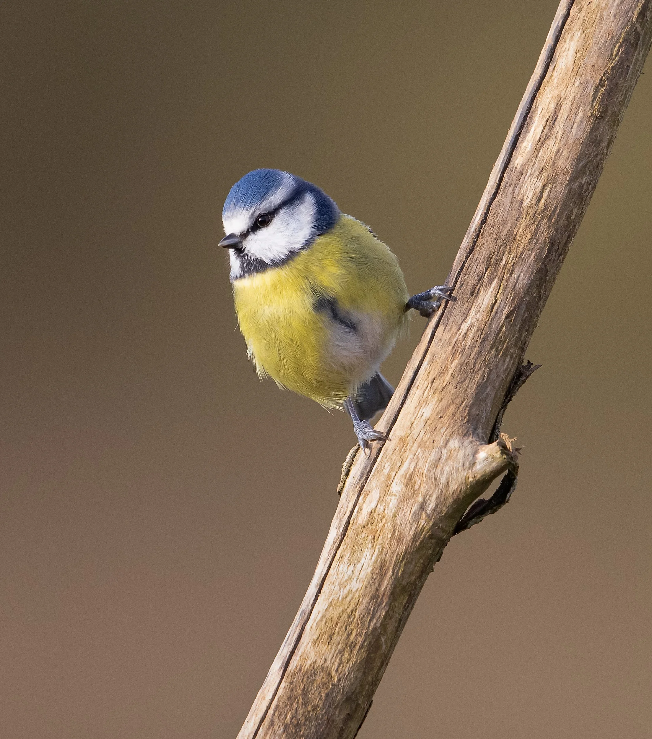 untitled (113 of 139)-Edit-Edit-Edit.jpg