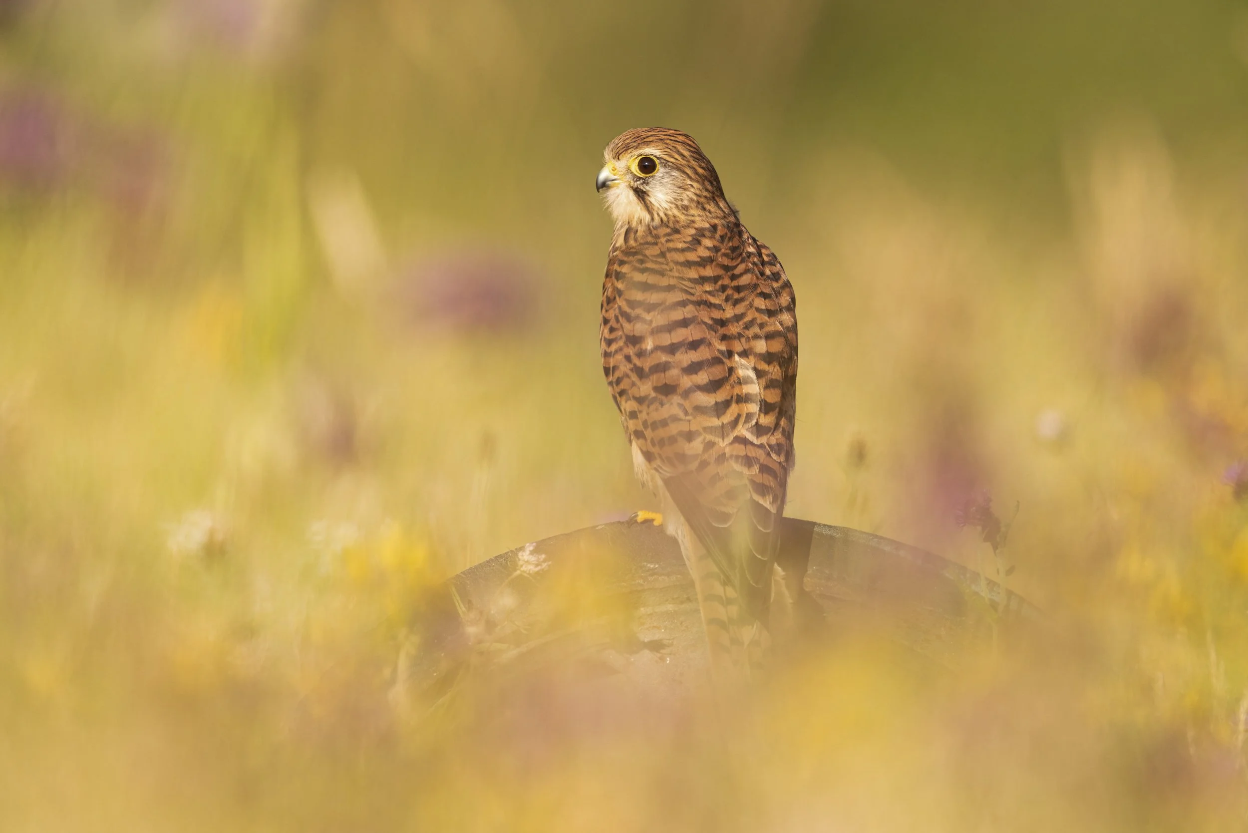 untitled (2552 of 5037)-Edit-Edit.jpg