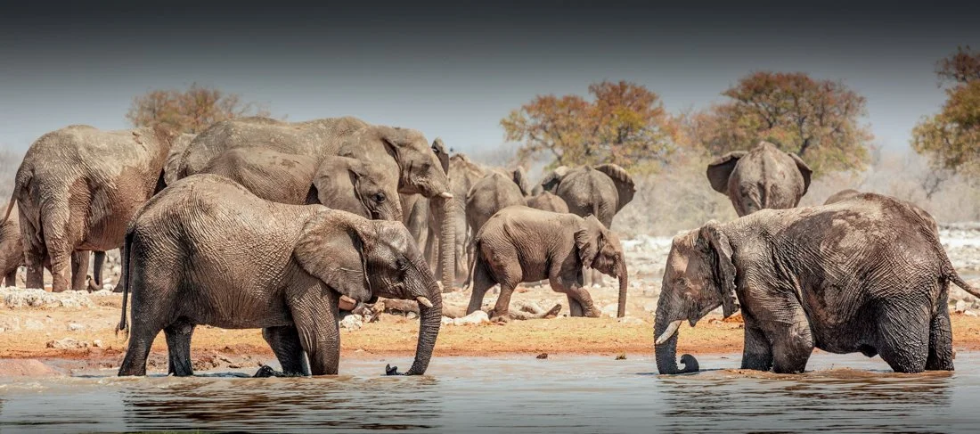 elephants 2 in water-Edit-Edit.jpg