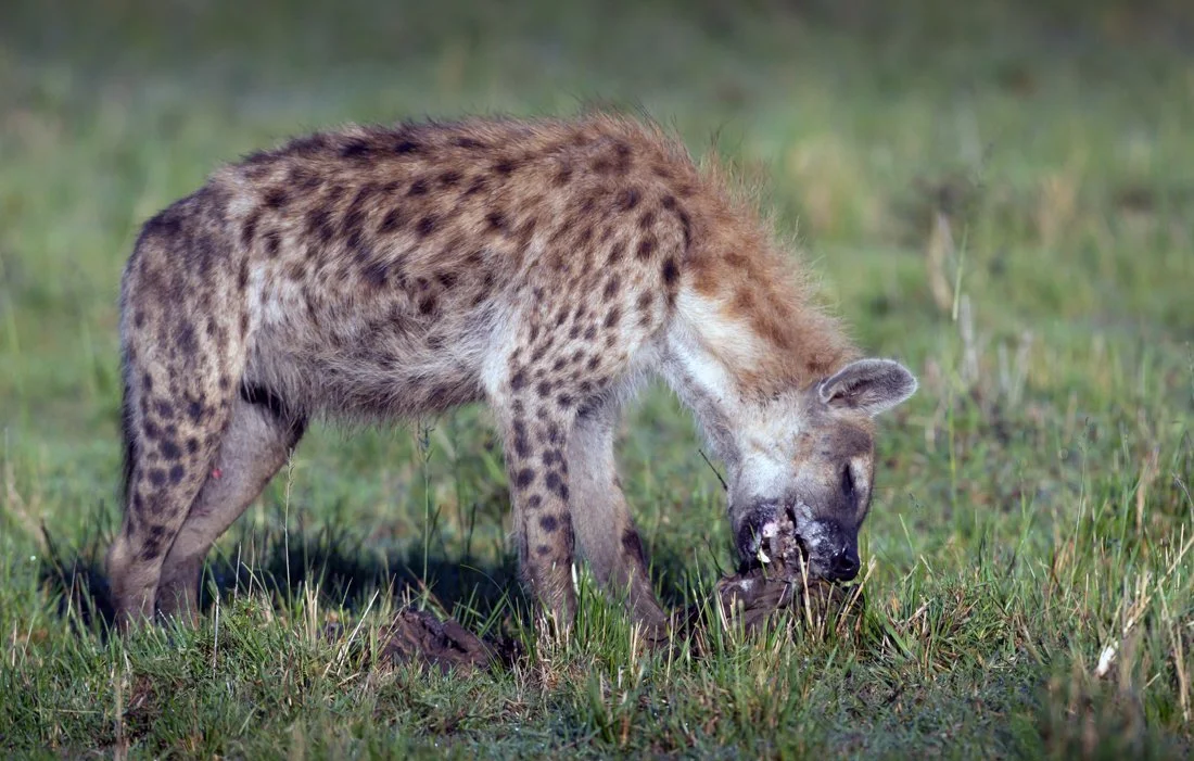 Massai Mara, Kenya  2011 14-2162.jpg