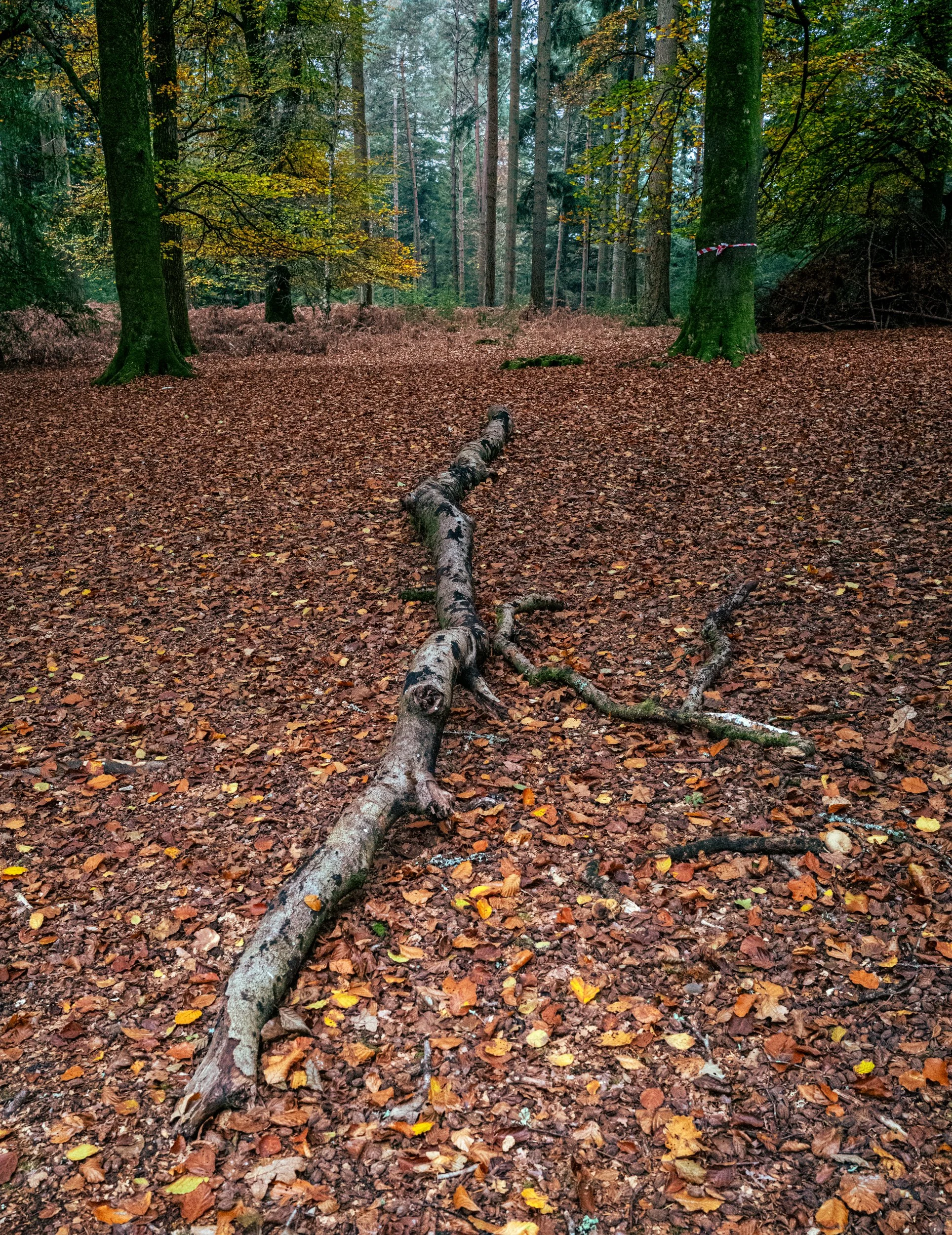 untitled (79 of 370)-Edit.2tif.jpg