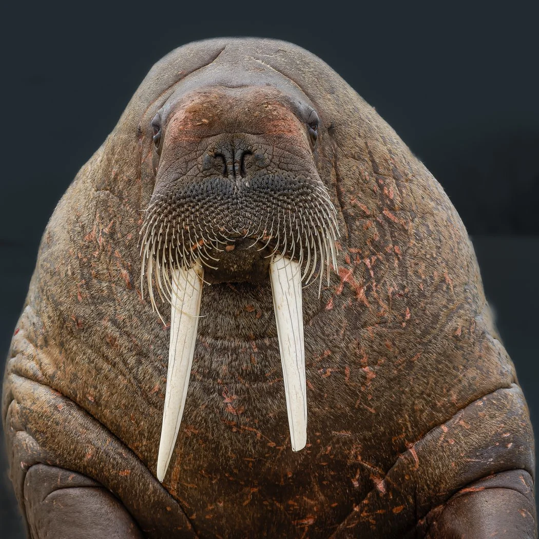 Arctic Voyage122012-175-cr2.jpg