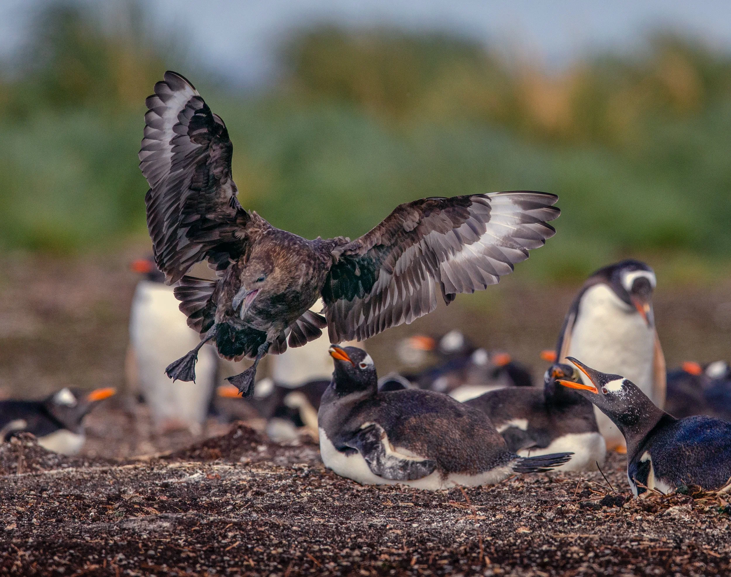 Brown Skua Attack.jpg