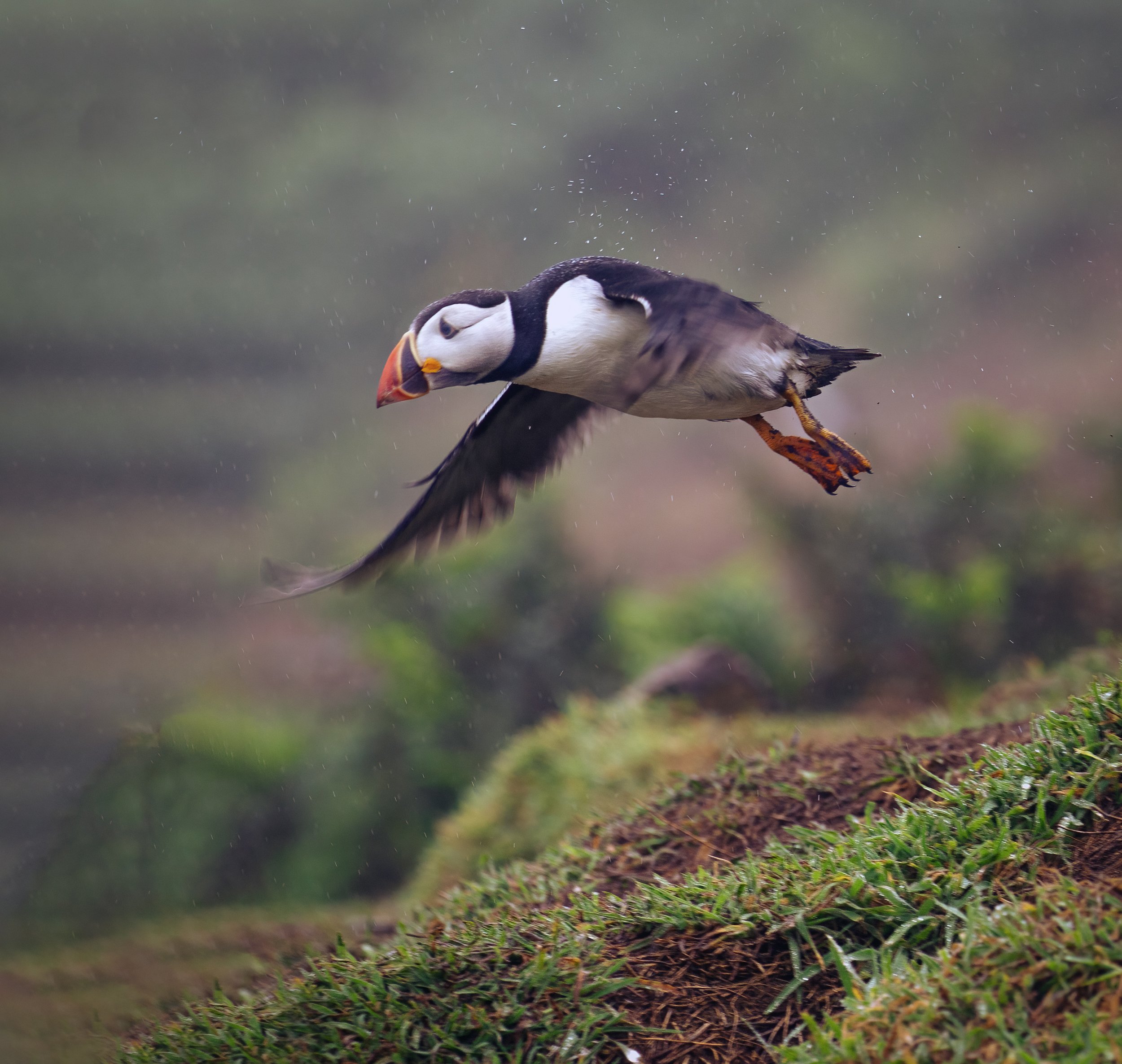 Skomer July 2016 (2013 of 405)-Edit frame.jpg