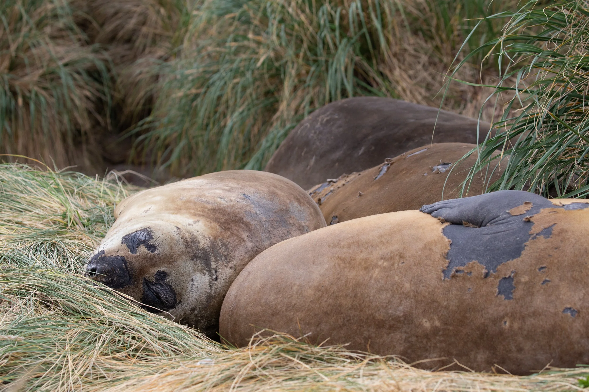 Falklands 3 (551 of 1118).jpg