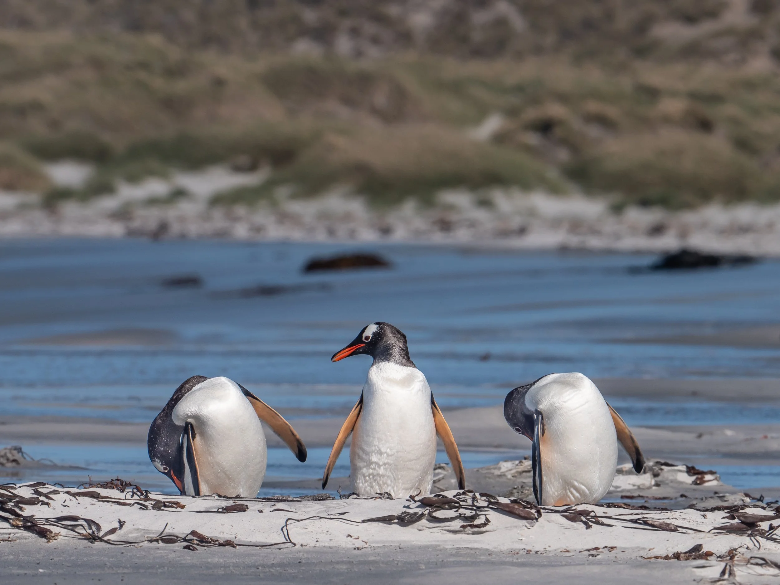 Lumix  4 (176 of 712).jpg