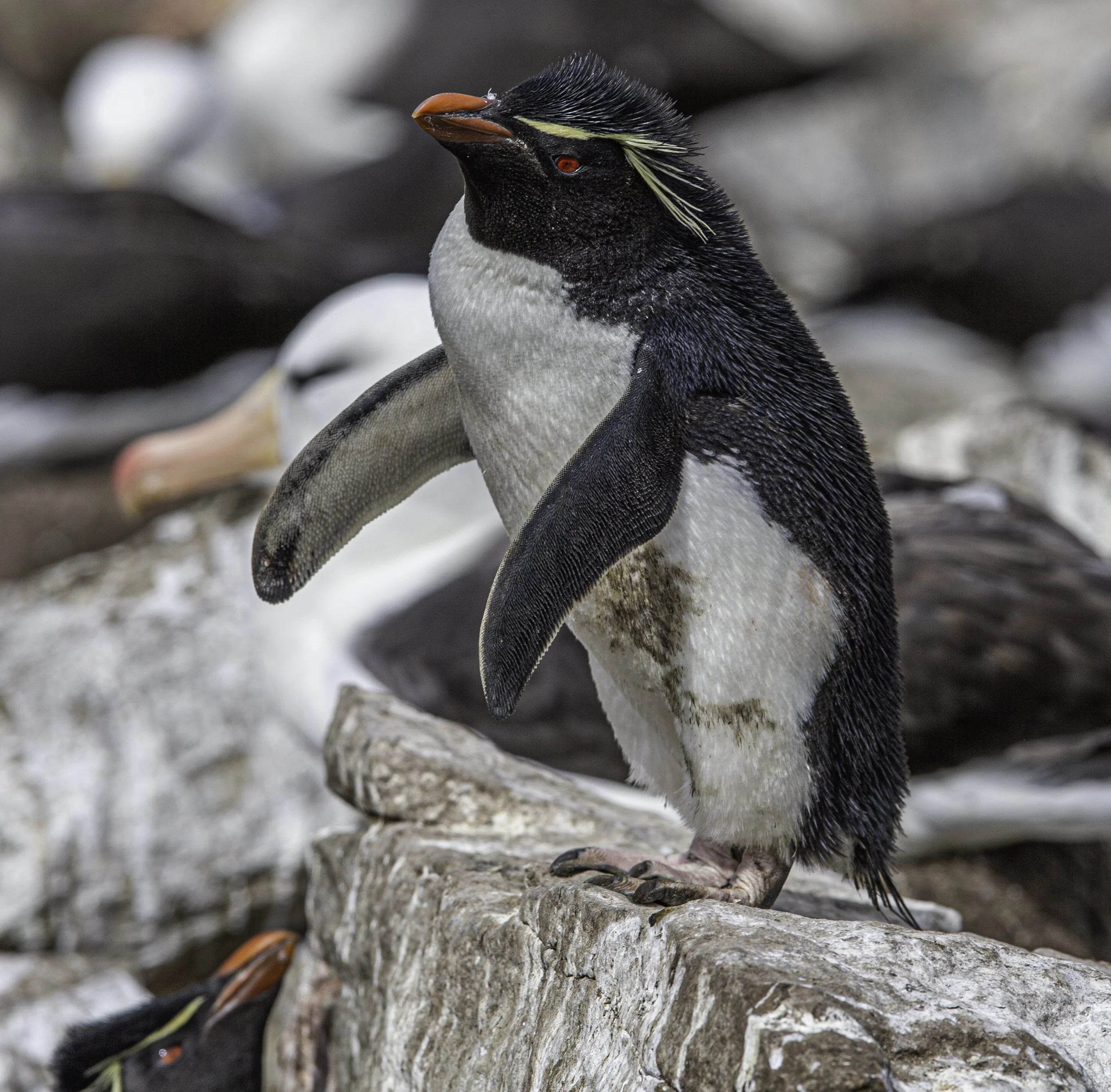Falklands 2 (63 of 1584).jpg