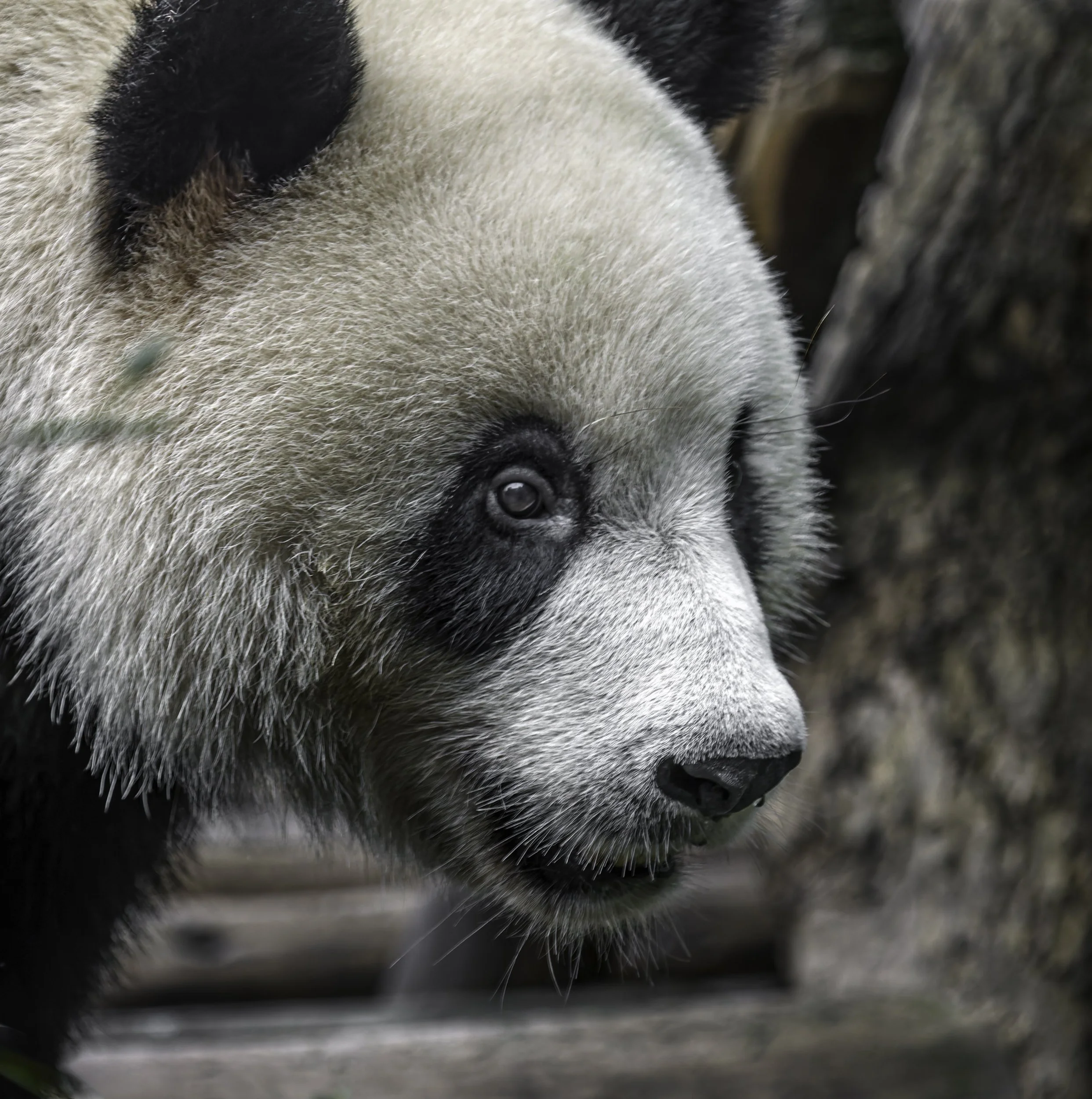 Chinese Hol Aug 2009   531-DxO_DeepPRIME XD2s-Edit.jpg