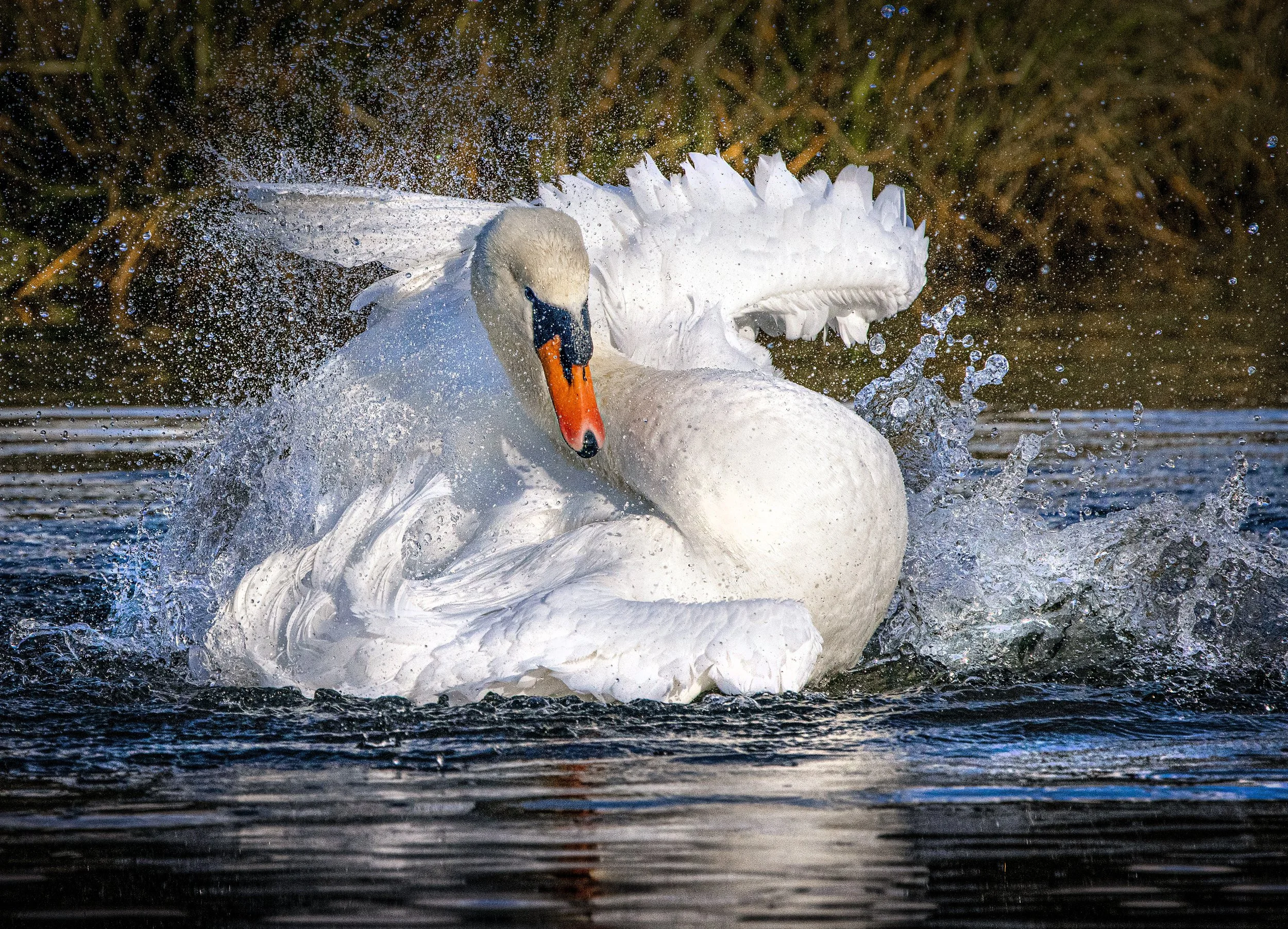 untitled (88 of 245)-Edit-Edit-Edit.jpg