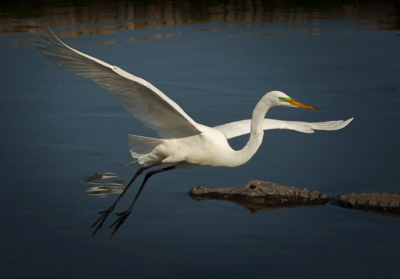 Florida Birds (2379 of 760).jpg