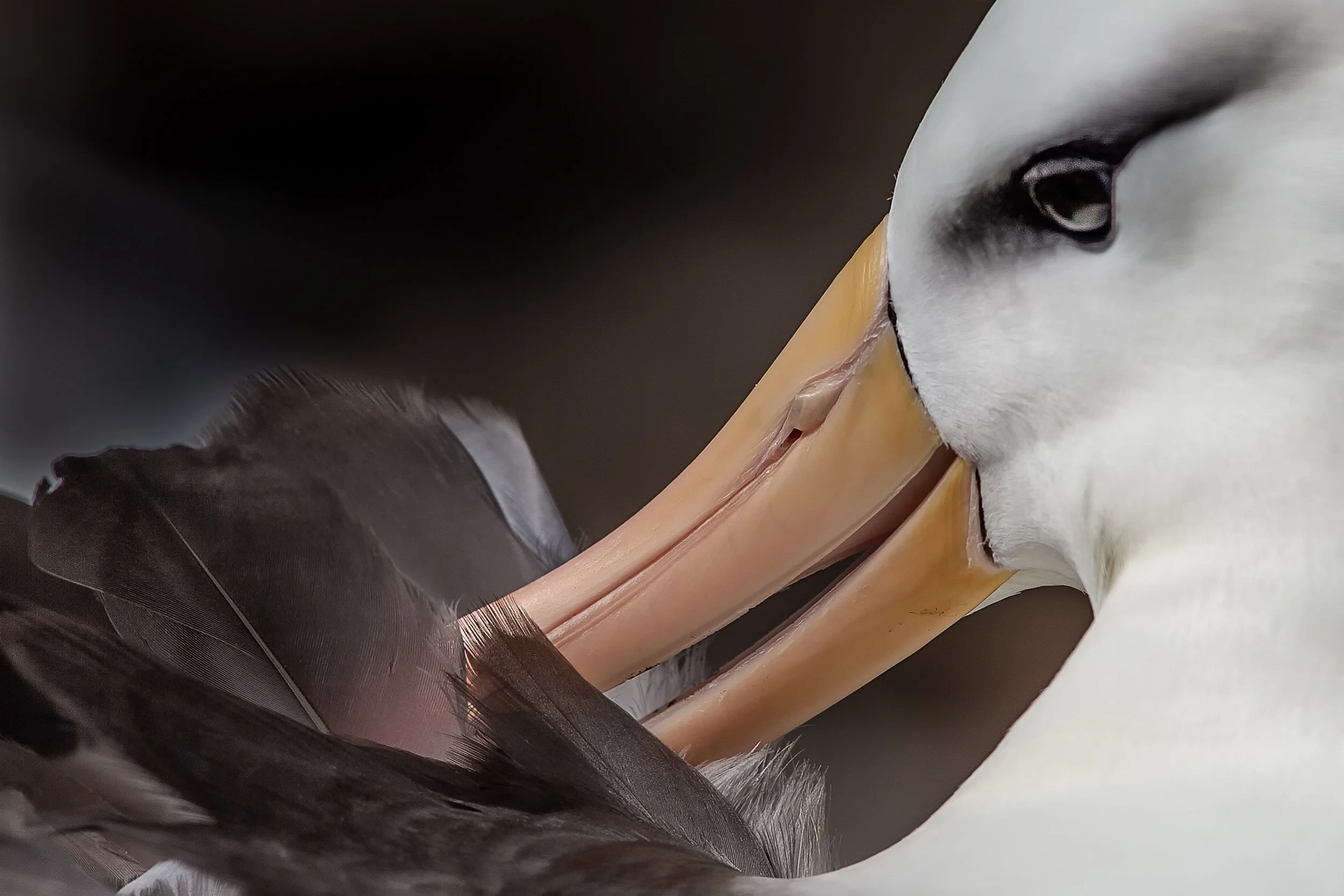 Falklands 2 (122 of 1584)-Edit-Edit.jpg