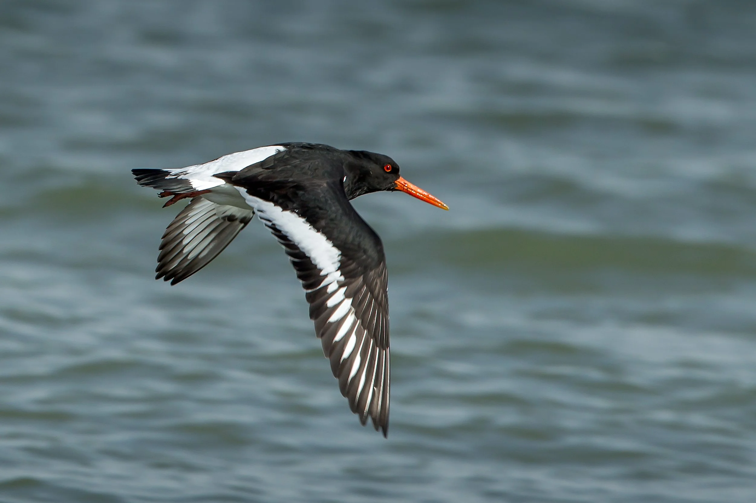 Oystercatcher Flight 2.jpg