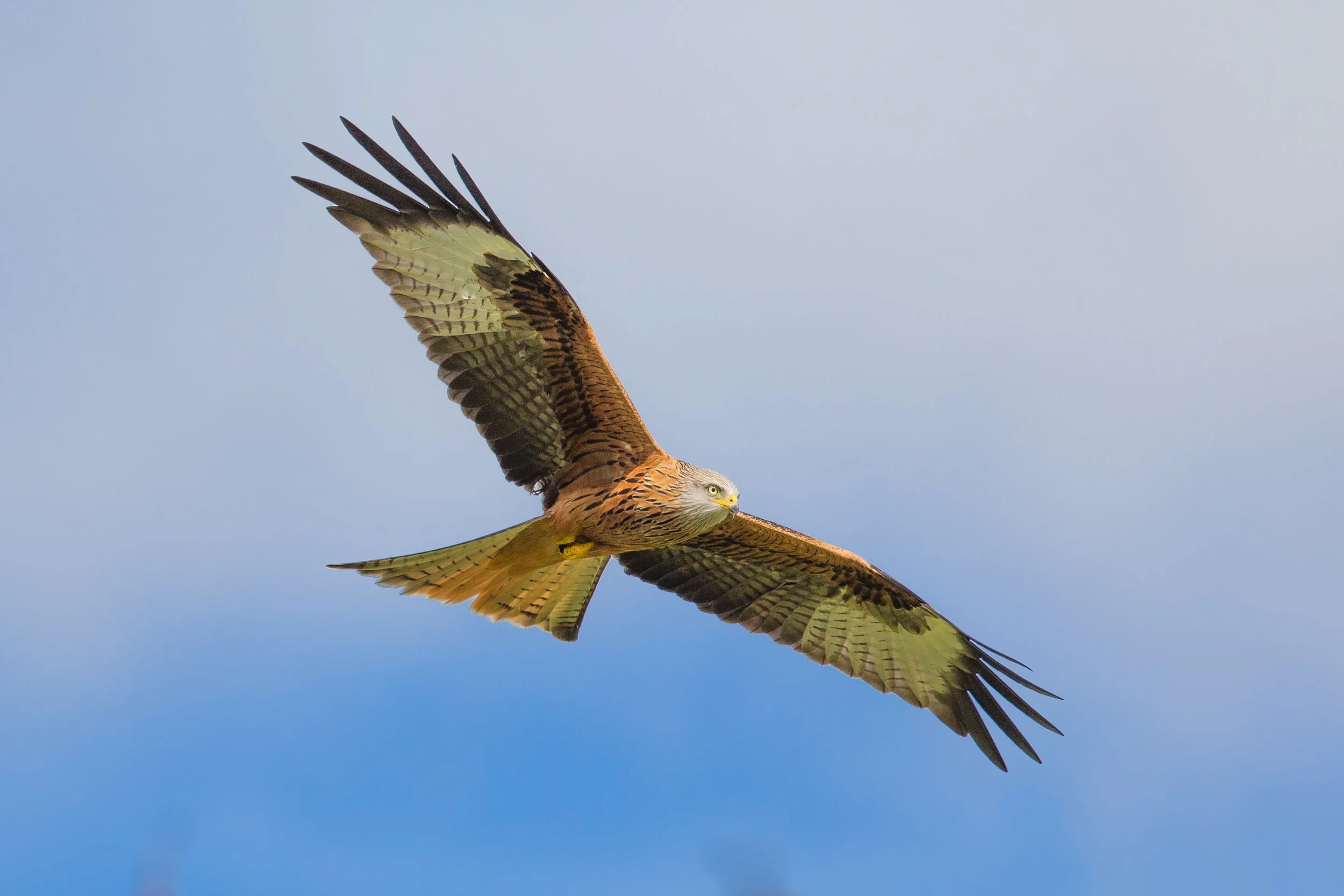 Red Kites 311-251.jpg
