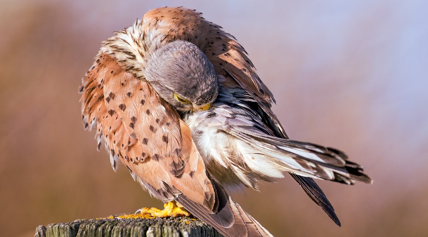 France Bird frame.jpg