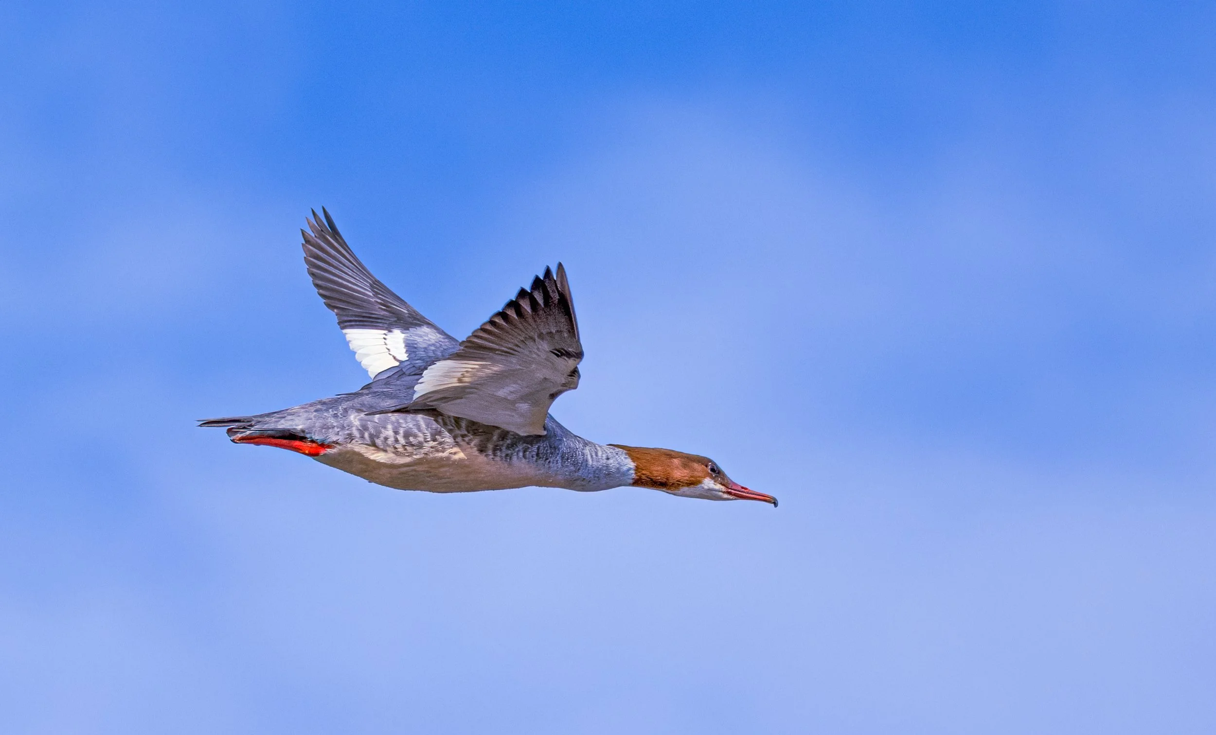 untitled (110 of 525)-Edit-Edit-Edit.jpg