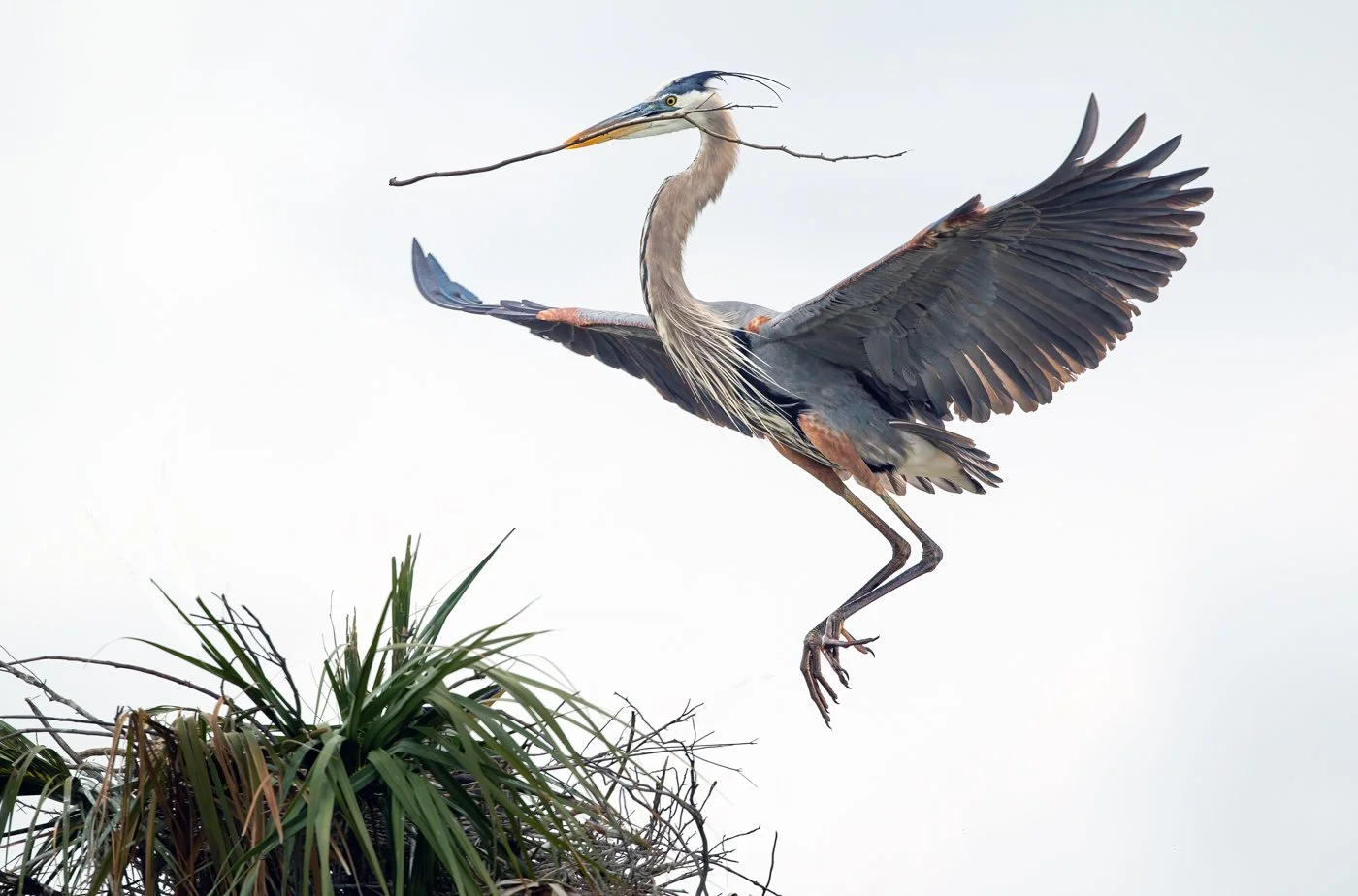 Viera Wetlands (499 of 589)-Edit-Edit.jpg