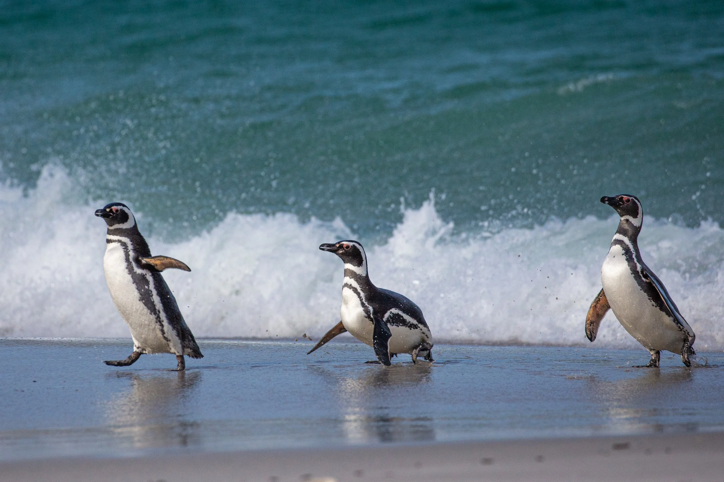 Falklands 3 (528 of 1118).jpg