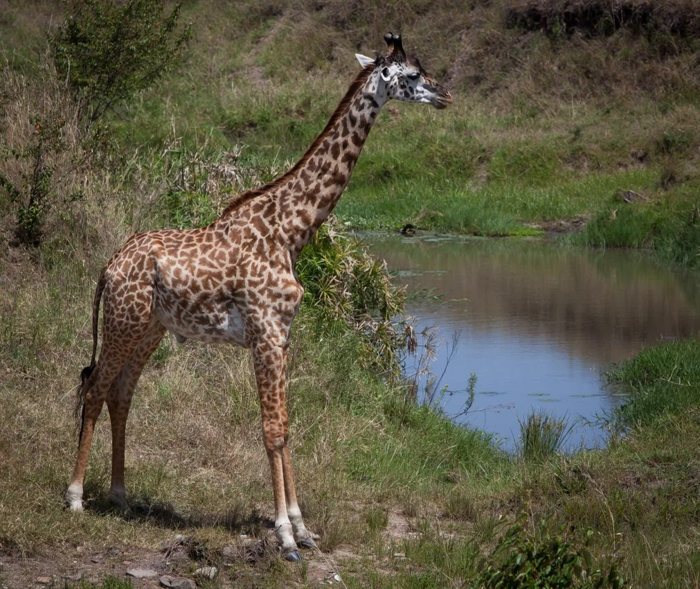 Massai Mara, Kenya  2011 14-6874.jpg