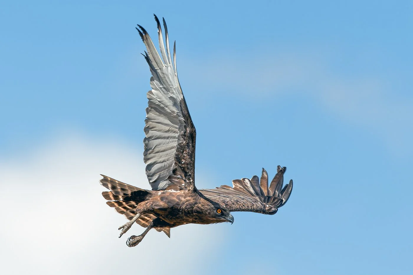Massai Mara, Kenya  2011 14-1254-CR2-Edit.jpg